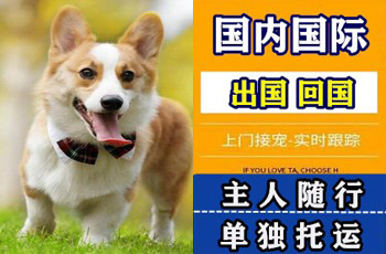伊犁宠物托运公司伊犁宠物托运公司伊犁宠物托运公司