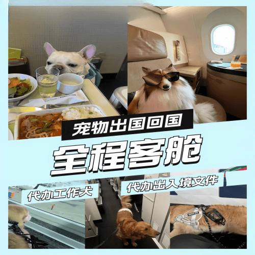 伊犁宠物托运到白俄罗斯宠物入境规定和要求